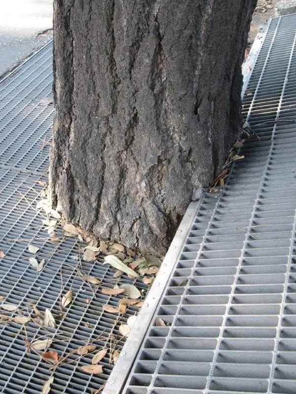 Let's save the Ginkgo biloba of Rome strangled by a grate