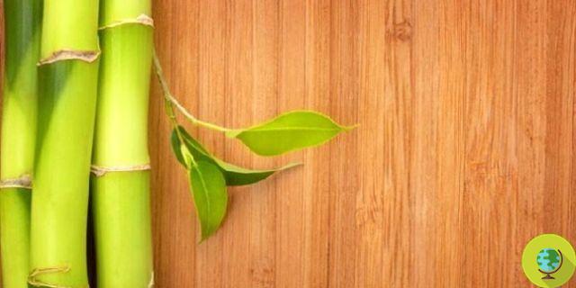 Le parquet en bambou est-il vraiment « vert » ?
