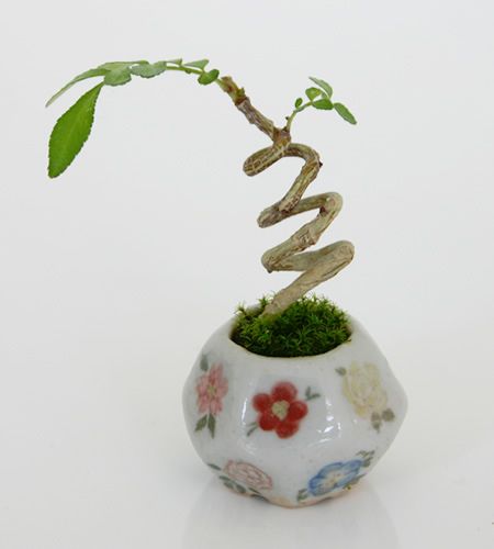 Micro Bonsai: el fantástico bonsái en miniatura de Japón