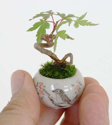 Micro Bonsai: o fantástico bonsai em miniatura do Japão