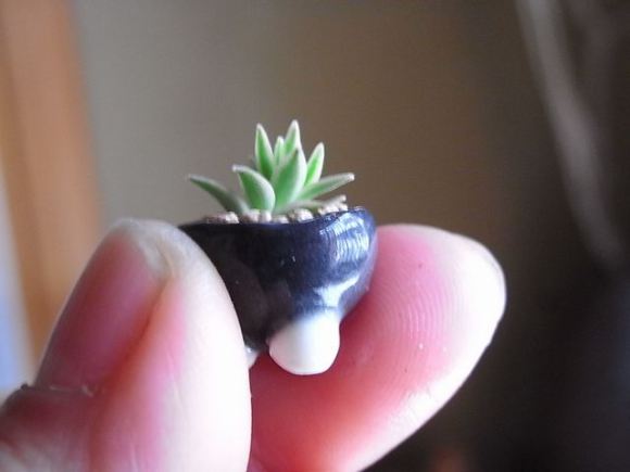 Micro Bonsai: the fantastic miniature bonsai from Japan