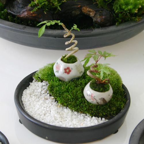 Micro Bonsai: o fantástico bonsai em miniatura do Japão