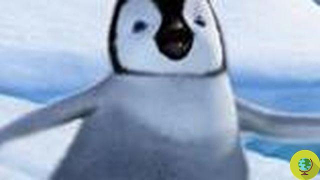 Happy Feet está bien: el pingüino perdido que comía arena en lugar de nieve fue operado