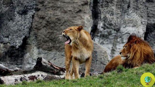 Zoológico de Copenhague: después de Marius la jirafa, cuatro leones también asesinados