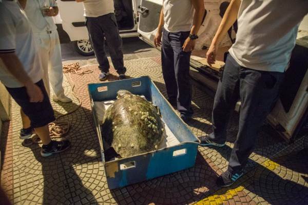 Se salva la tortuga encontrada en el Estrecho de Messina con plástico en el estómago