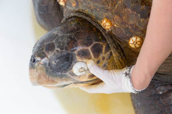 Se salva la tortuga encontrada en el Estrecho de Messina con plástico en el estómago
