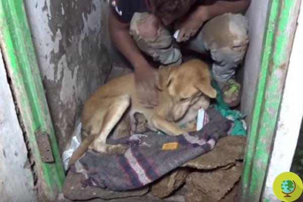 O vídeo comovente da mãe cachorra cavando os escombros para salvar seus filhotes