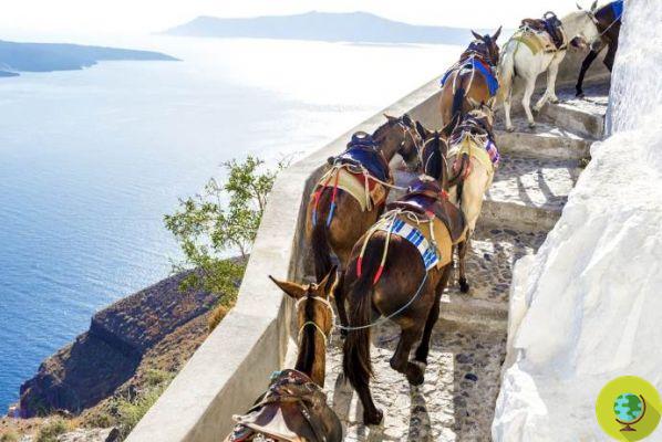 Santorin, vers une interdiction de l'exploitation des ânes utilisés comme taxis ?