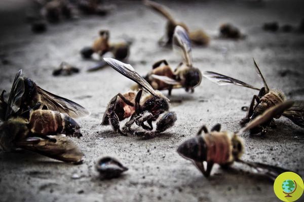 El estudio sobre los efectos dramáticos del glifosato en el desarrollo de las abejas melíferas