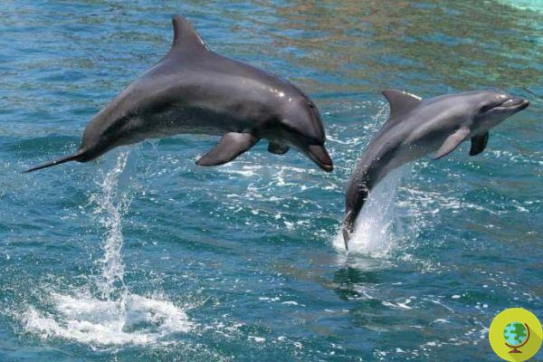 Baby dolphin freed from a net rejoins his friend and thanks with a spectacular jump