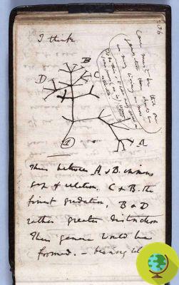 Two precious notebooks by Charles Darwin disappeared from the Cambridge library. They were probably stolen