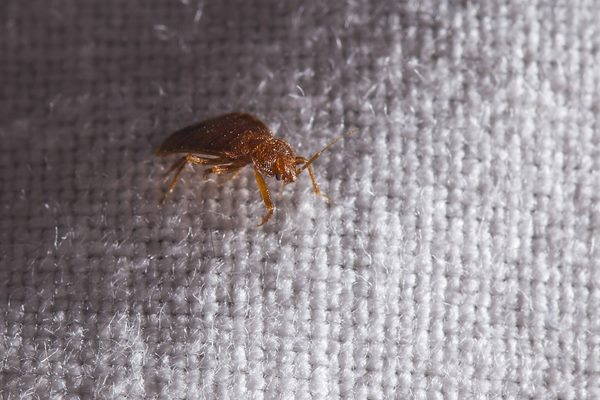 Bed bugs: how to recognize them, remedies for bites and how to avoid infestations
