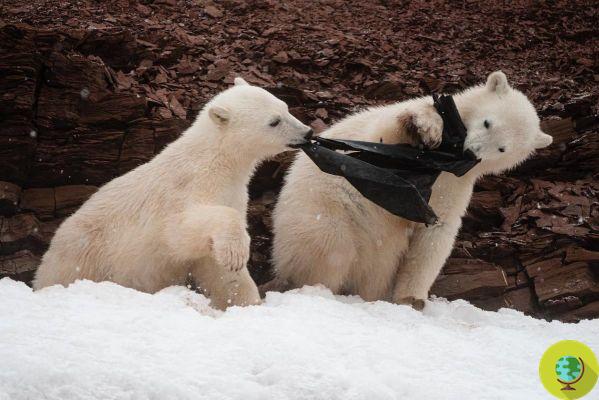 Oursons polaires jouant avec un sac plastique : la photo symbolique de notre époque