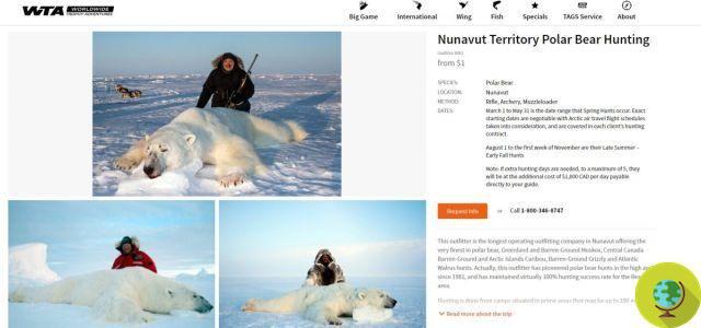 Les chasseurs de trophées paient jusqu'à 40 XNUMX € pour tuer des ours polaires pour le 