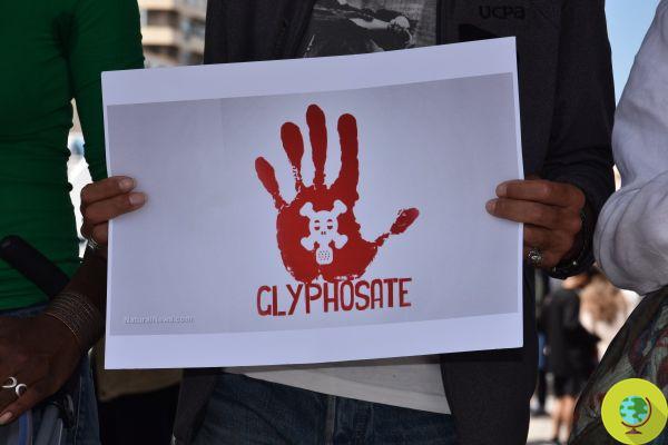 Mexico says no to glyphosate: 'beyond productivity, there is human health and that of the environment'