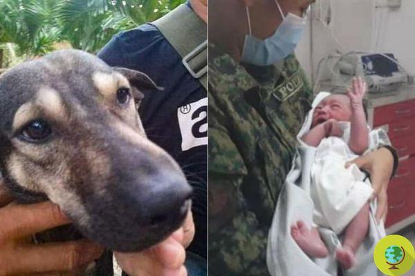 Perro callejero rescata a recién nacido abandonado en vertedero