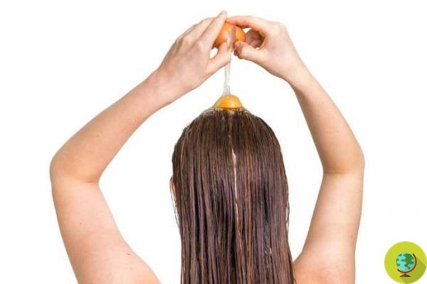 Hair loss: the solution to baldness and alopecia in egg yolk. The confirmation of science