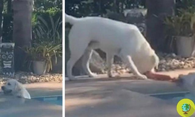 O cão labrador que resgatou e puxou sua irmã que caiu na piscina com um… brinquedo!
