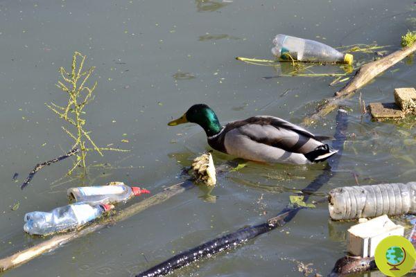 Les canards se reposant parmi les déchets du port des Pouilles sont l'emblème de notre incivilité