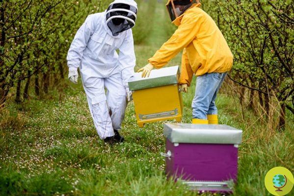Molise existe y se convierte en el hogar de 5 millones de abejas (en 142 colmenas nuevas)