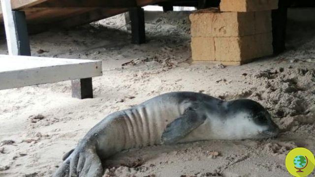 O bebê foca monge encontrado em Salento não sobreviveu: ele morreu nas primeiras horas da manhã