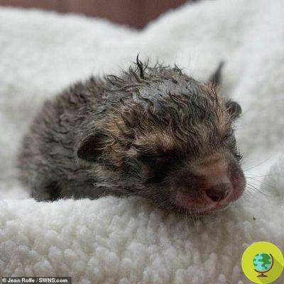 The incredible story of the four fox cubs born after their mother was run over