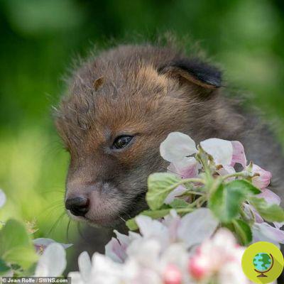 La increíble historia de los cuatro cachorros de zorro nacidos tras el atropello de su madre