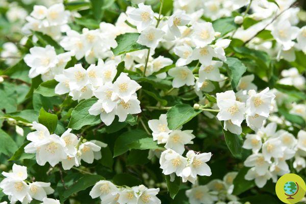 Jazmín y falso jazmín: aprende a distinguir las flores del rincospermo para evitar estos efectos secundarios
