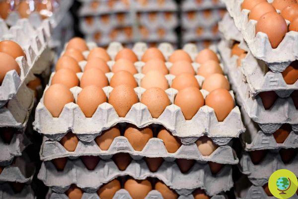 Maxi seizure of 5 thousand eggs with expiration date and falsified batches