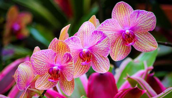 Orquídea: cómo cuidarla y mantenerla en flor (VIDEO)