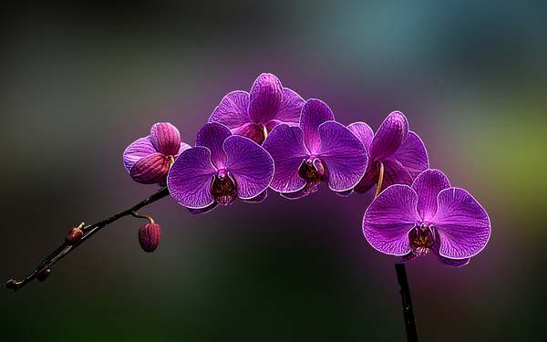 Orquídea: como cuidar dela e mantê-la em flor (VÍDEO)
