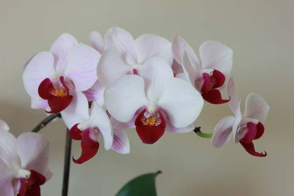 Orchid: how to care for it and keep it in bloom (VIDEO)