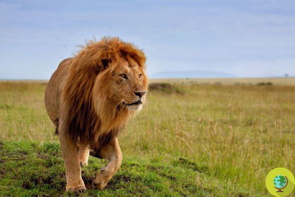 Lions are on the verge of extinction: 90% of the population in Africa has collapsed in the last 100 years