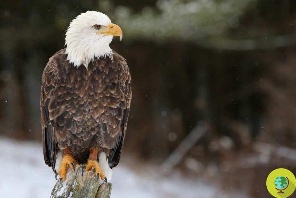 Lead poisoning nearly half of US bald eagles