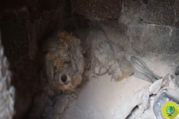 Loukoumaki, le petit chien qui a miraculeusement survécu à l'incendie qui a ravagé la Grèce (VIDEO)
