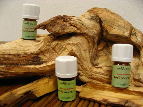 Palo Santo: history, properties, uses and where to find natural incense with a thousand benefits