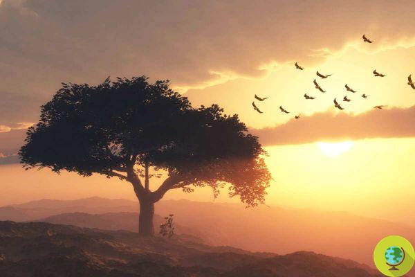 Le testament d'un arbre : le poème émouvant de Trilussa qui nous apprend la générosité