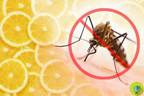 Mosquitoes: how to get them away from home with… a roasted lemon!