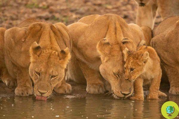 Une lionne et deux lionceaux meurent d'électrocution à cause d'une clôture électrifiée (et du tourisme de masse)