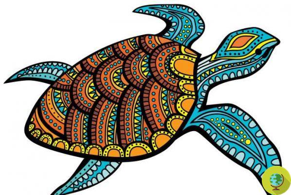 Turtle, the animal of resilience: legends and symbolic meaning