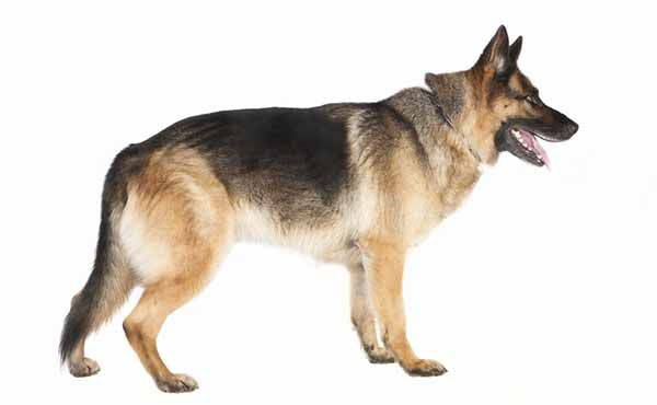 German Shepherd: character, diseases and how to raise him. The advice of the veterinarian