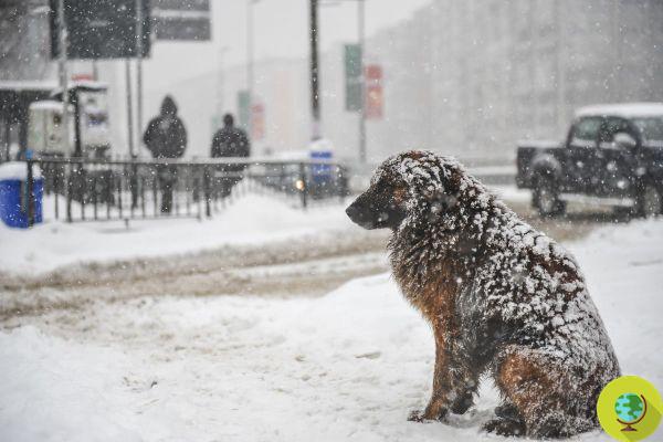 Menina sobrevive a uma nevasca abraçando um cachorro de rua