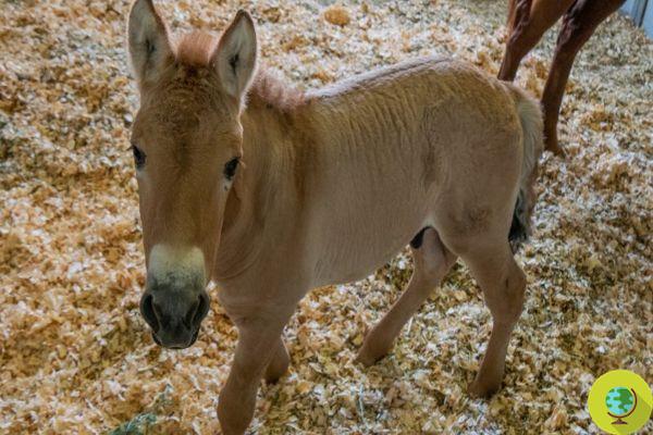 El primer potro clonado del caballo de Przewalski en peligro de extinción nació en un intento por salvar la especie