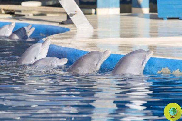 Sick and abused dolphins in Madrid. Zoo aquarium denounced