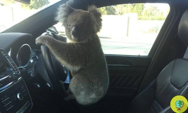 What is this koala doing behind the wheel of a car?