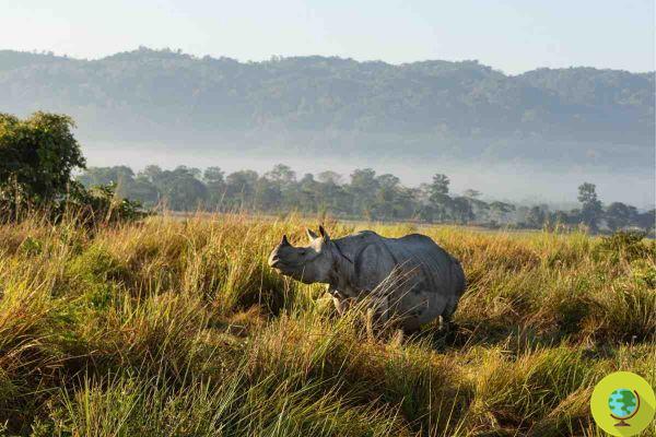 El rinoceronte se ha convertido en el nuevo símbolo de paz en India