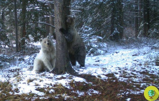 Espécimen extremadamente raro de oso grizzly blanco visto cerca de una carretera en Canadá