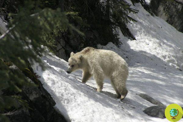 Espécimen extremadamente raro de oso grizzly blanco visto cerca de una carretera en Canadá