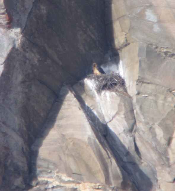 One of the two small bearded vultures born in the Gran Paradiso Park takes off