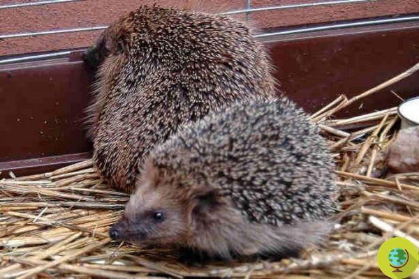 Two hedgehogs in an alcoholic coma after rummaging through the garbage in a park
